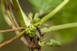 Centella asiatica