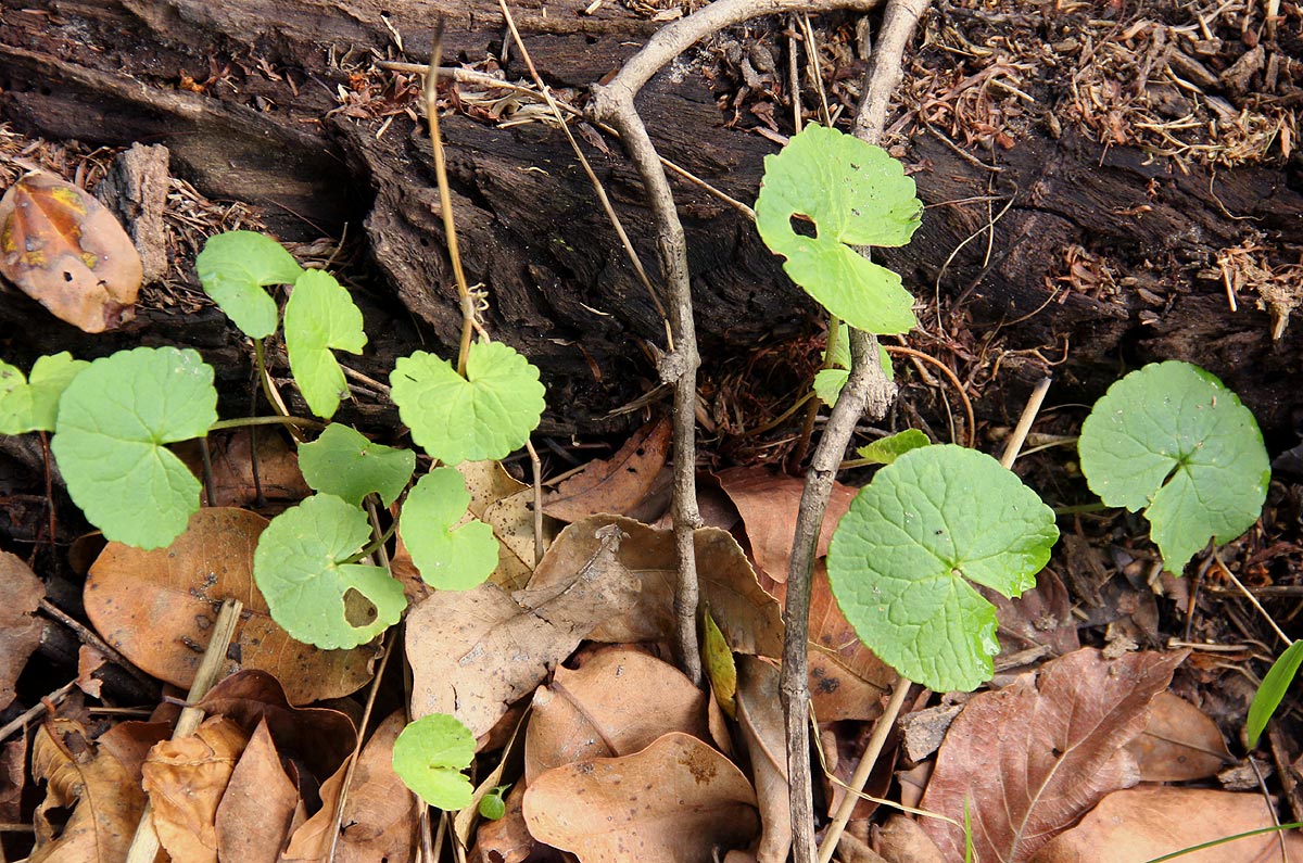 Centella asiatica