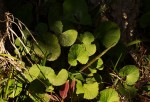 Centella asiatica