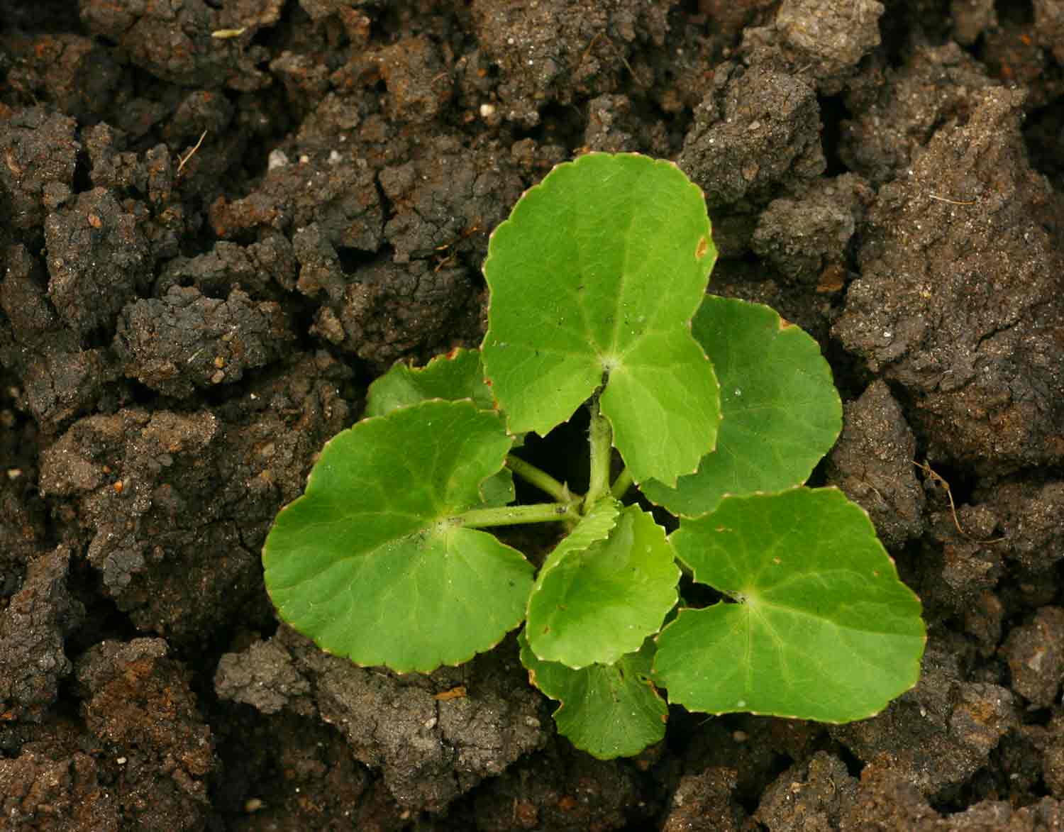 Centella asiatica