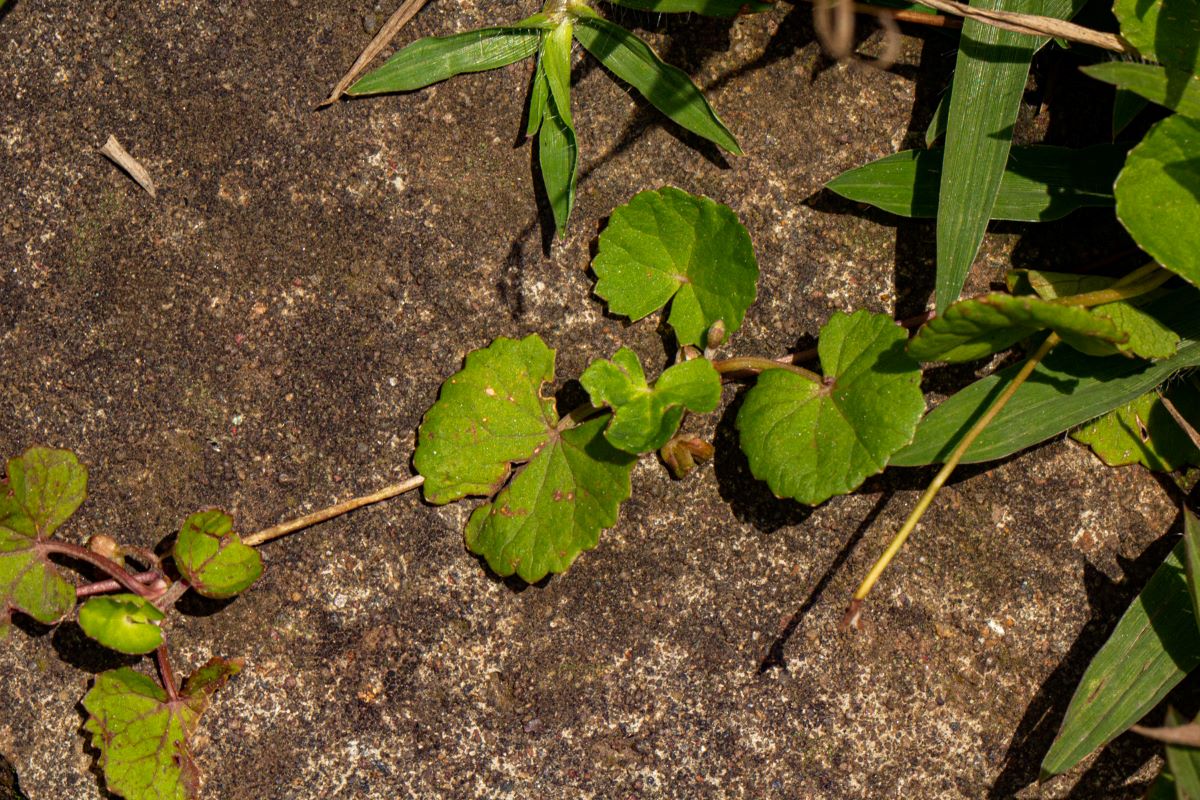 Centella asiatica