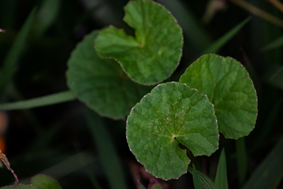 Centella asiatica