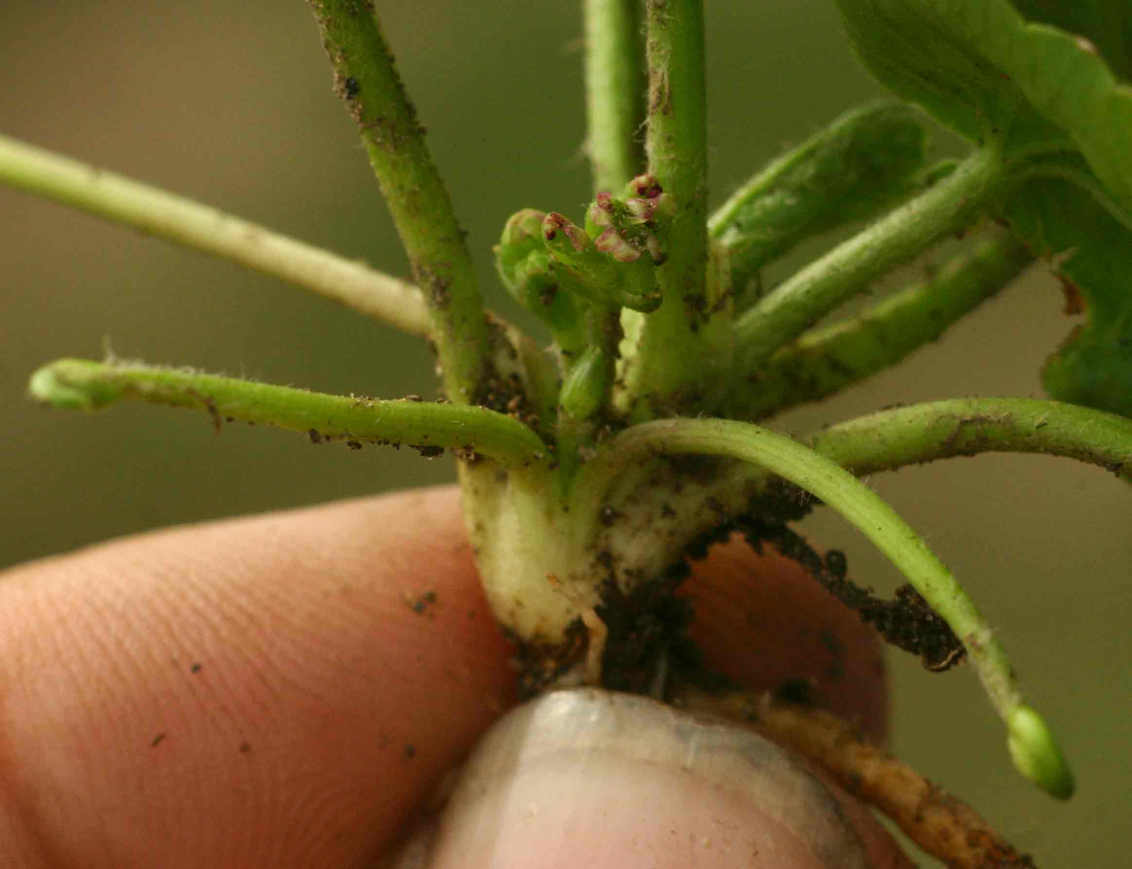 Centella asiatica