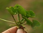 Centella asiatica