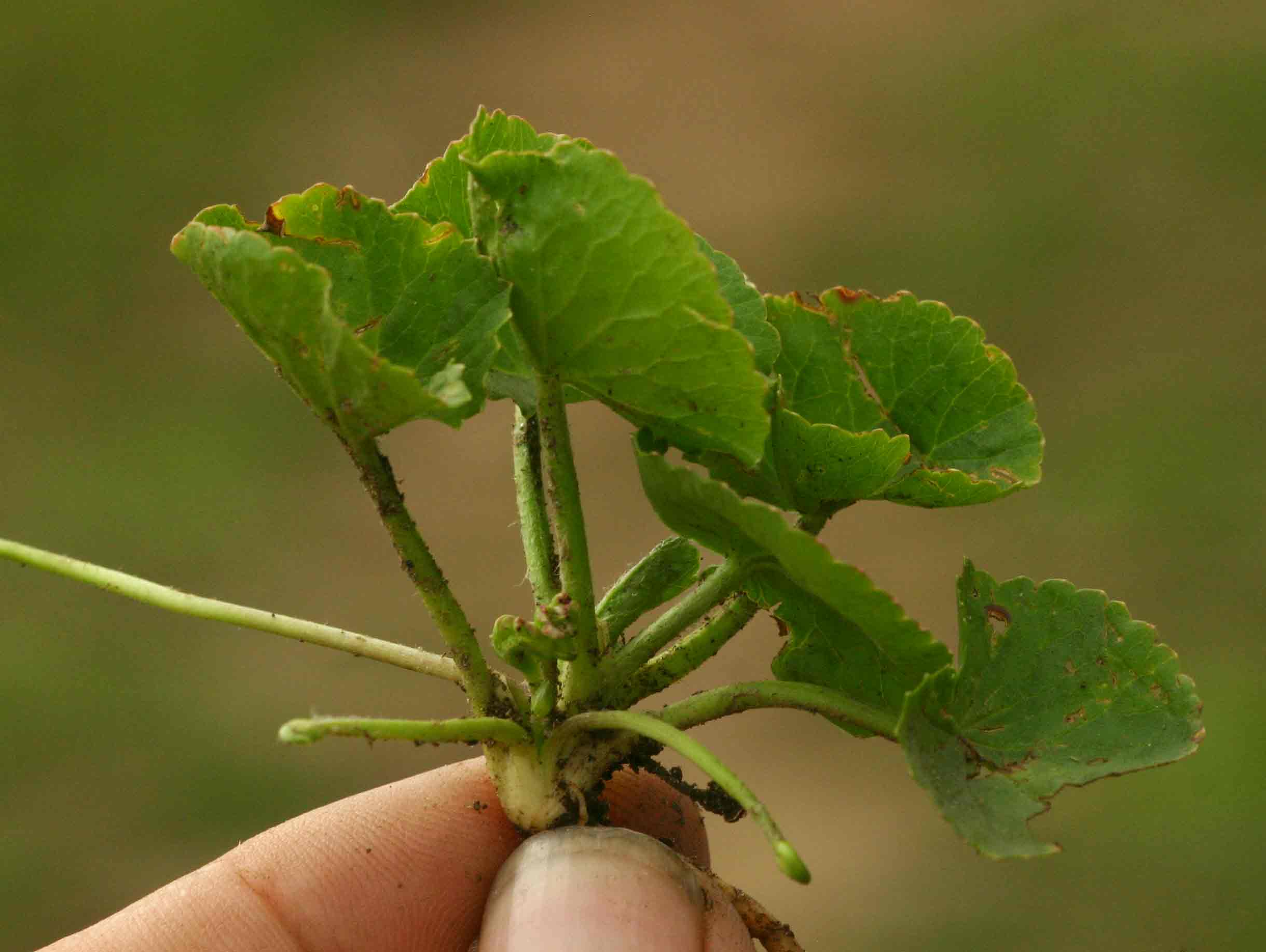 Centella asiatica