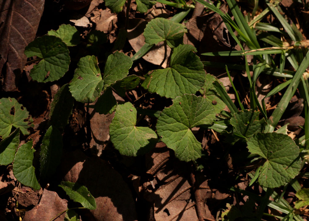 Centella asiatica