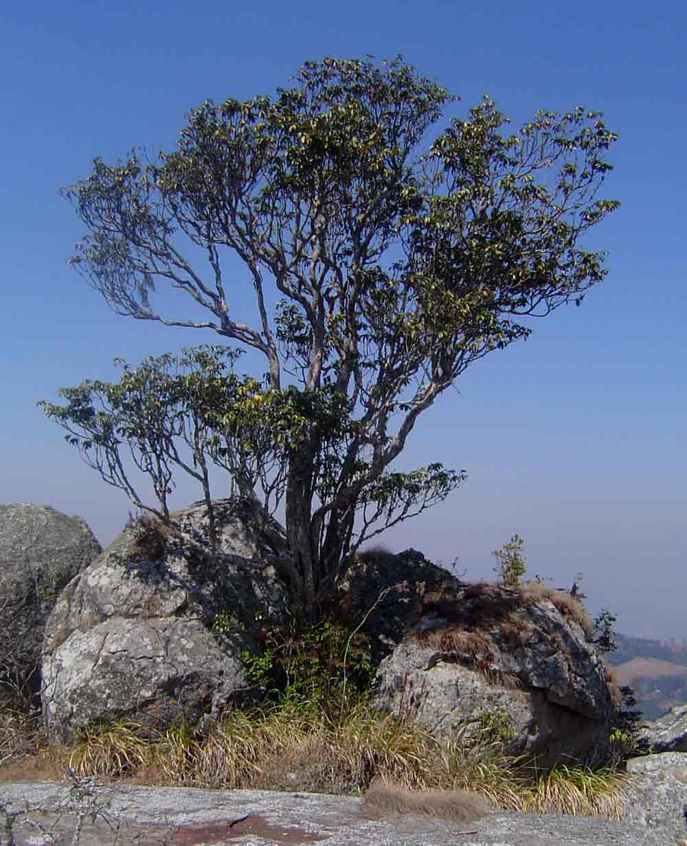 Englerophytum magalismontanum