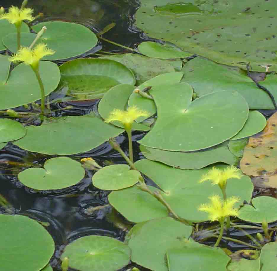 Nymphoides thunbergiana