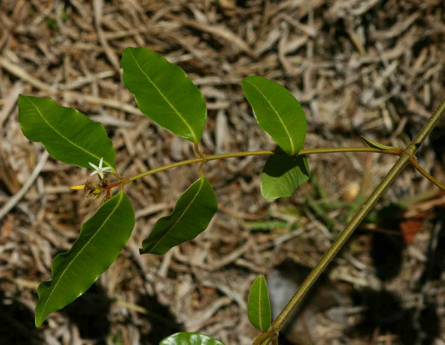 Landolphia kirkii