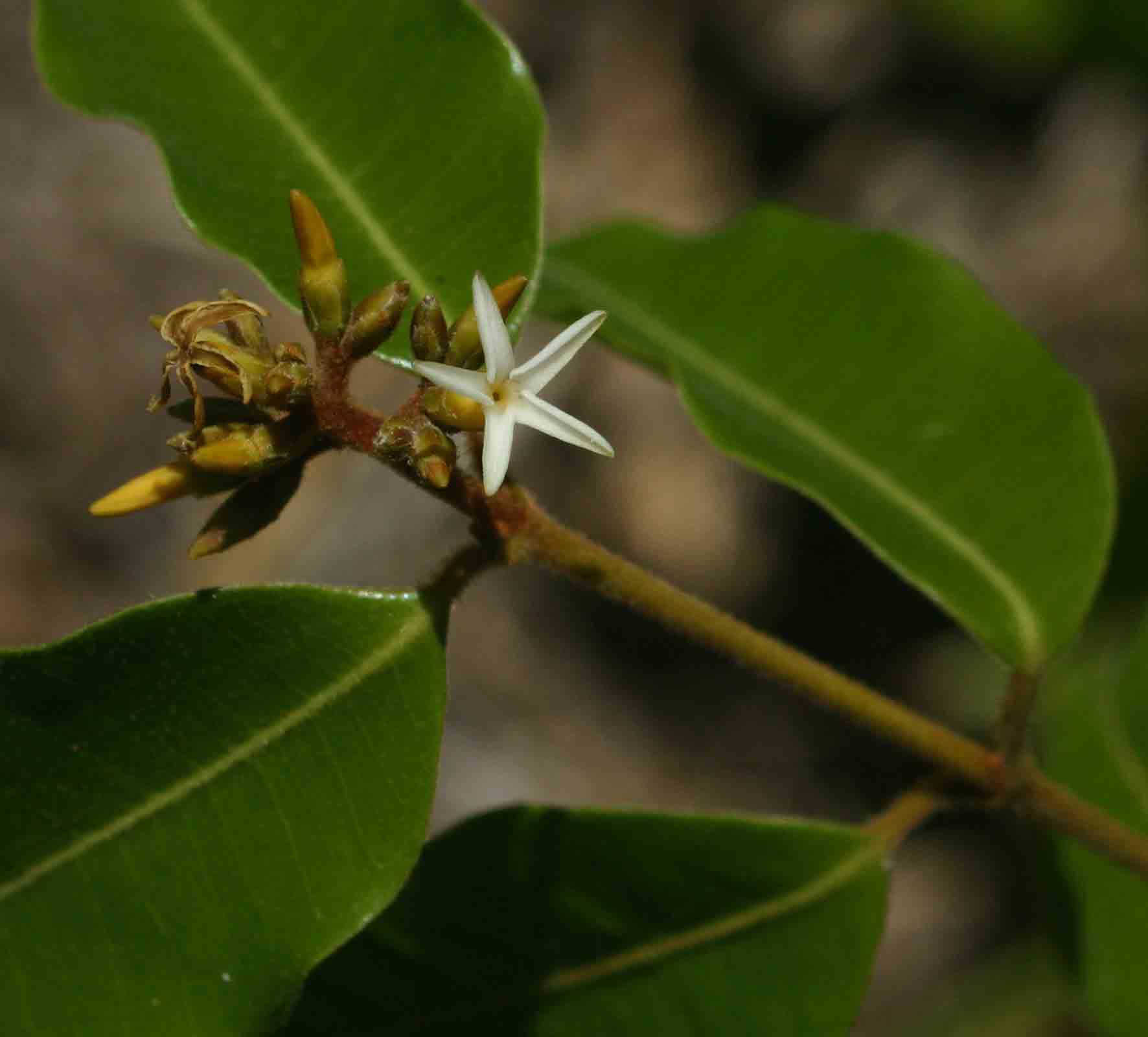 Landolphia kirkii