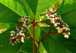 Vitex madiensis subsp. milanjiensis