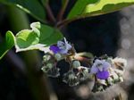 Vitex madiensis subsp. milanjiensis