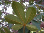 Vitex madiensis subsp. milanjiensis