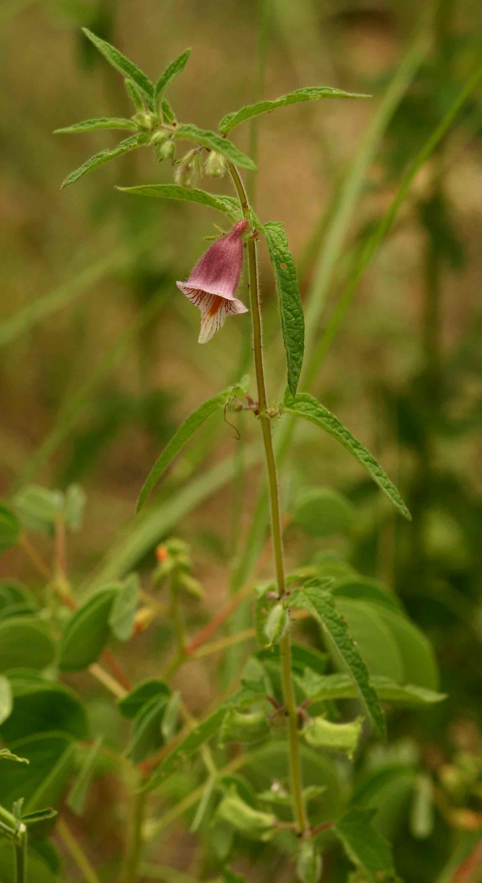 Ceratotheca sesamoides