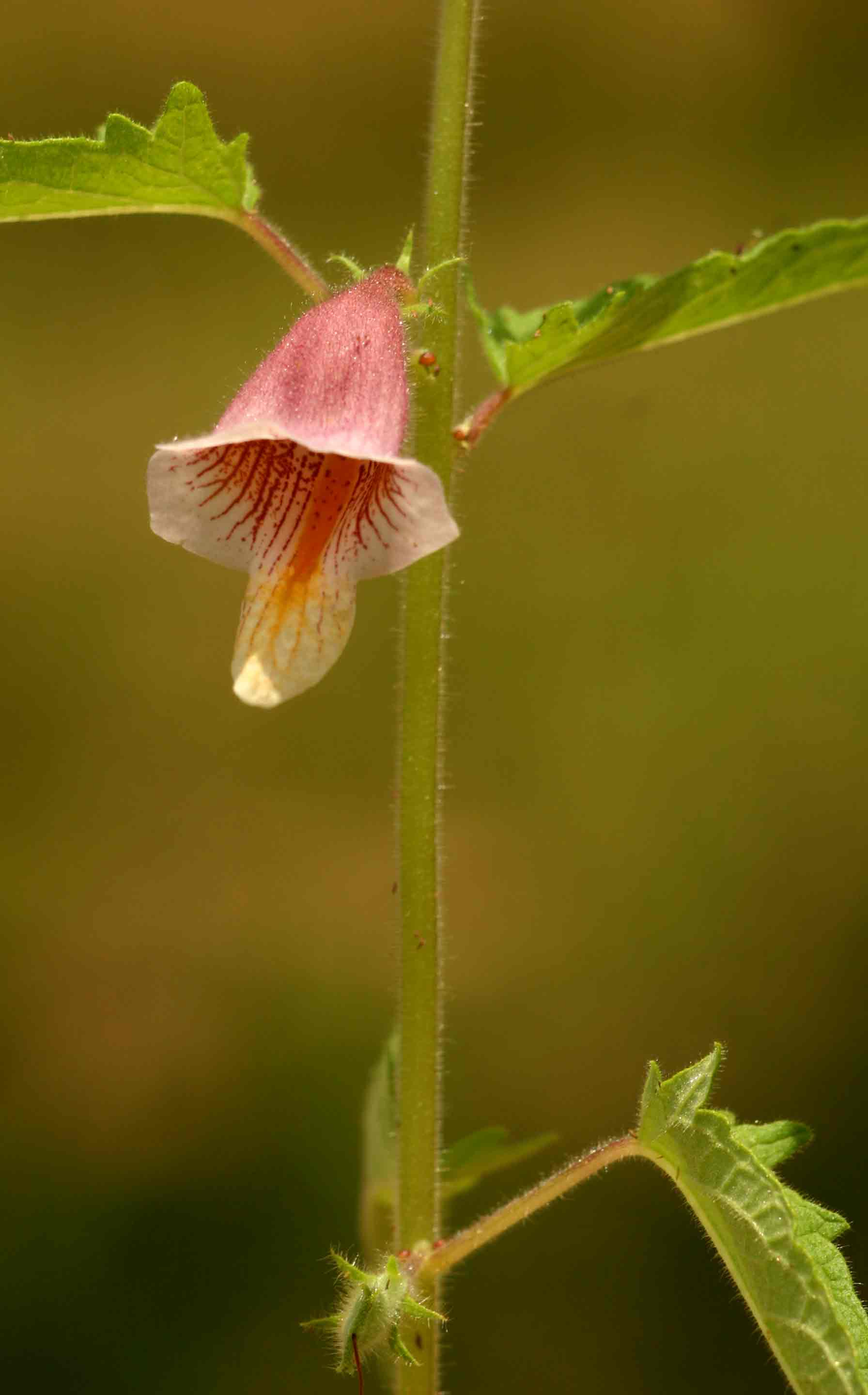 Ceratotheca sesamoides