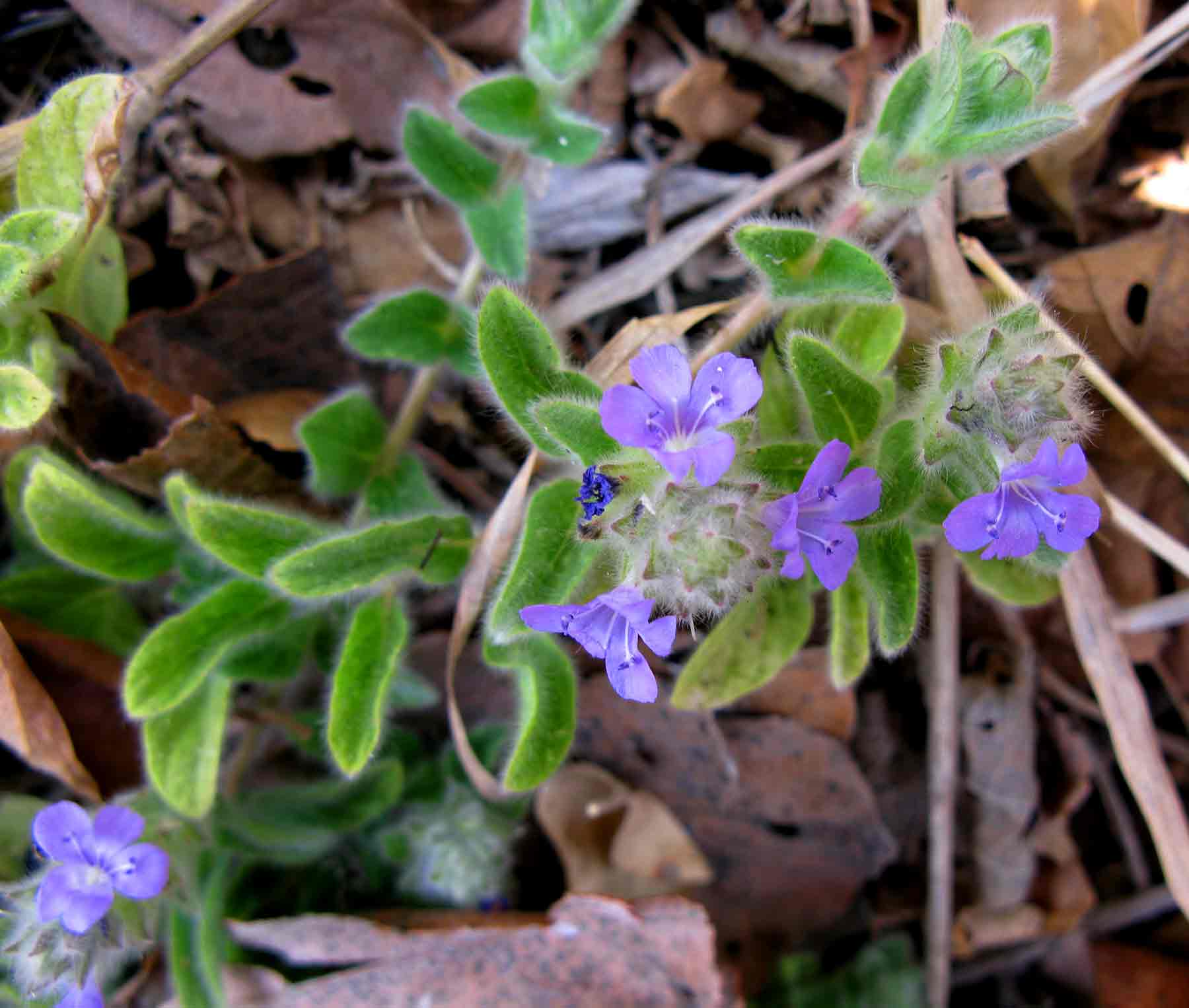 Nelsonia canescens