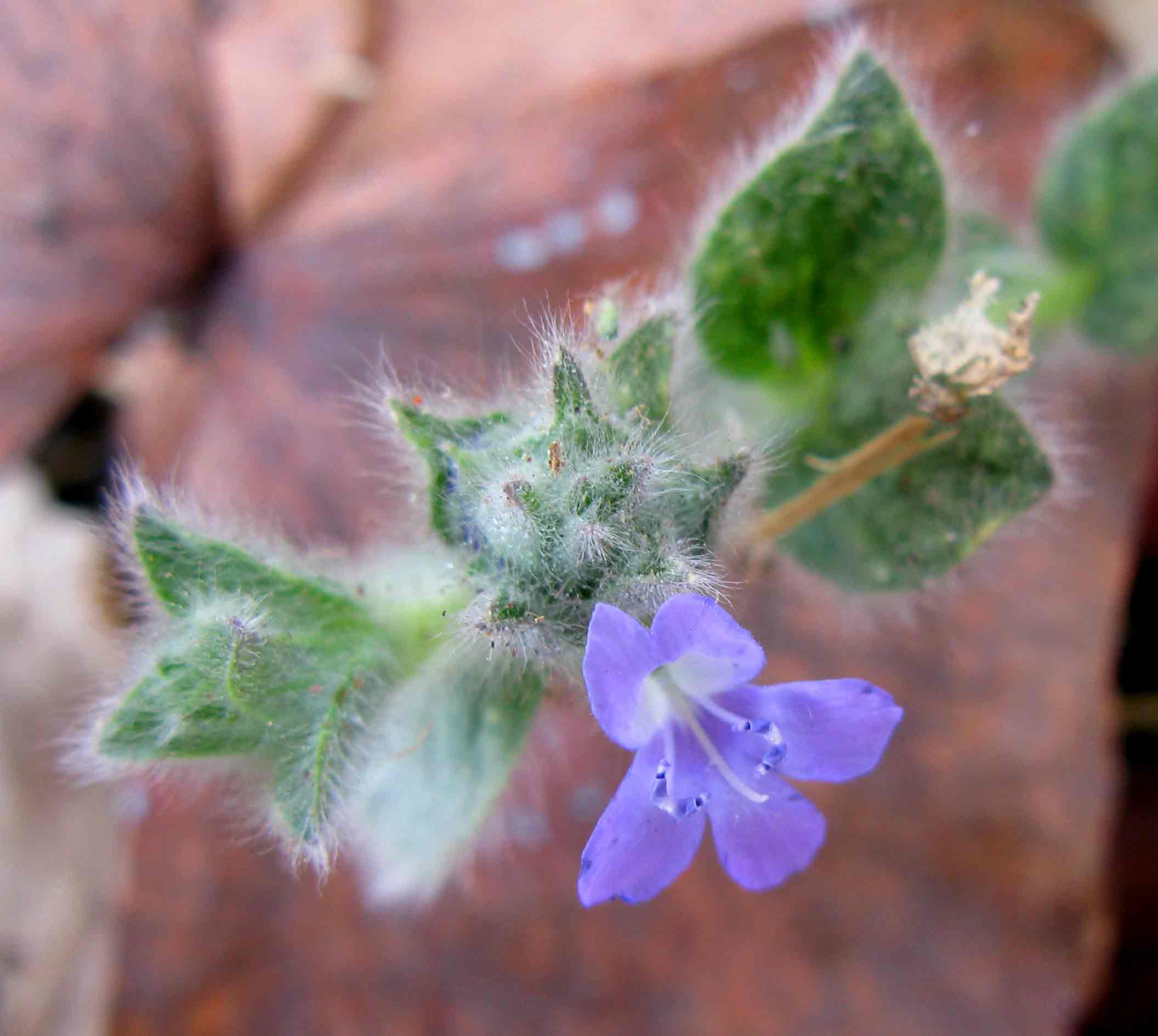 Nelsonia canescens