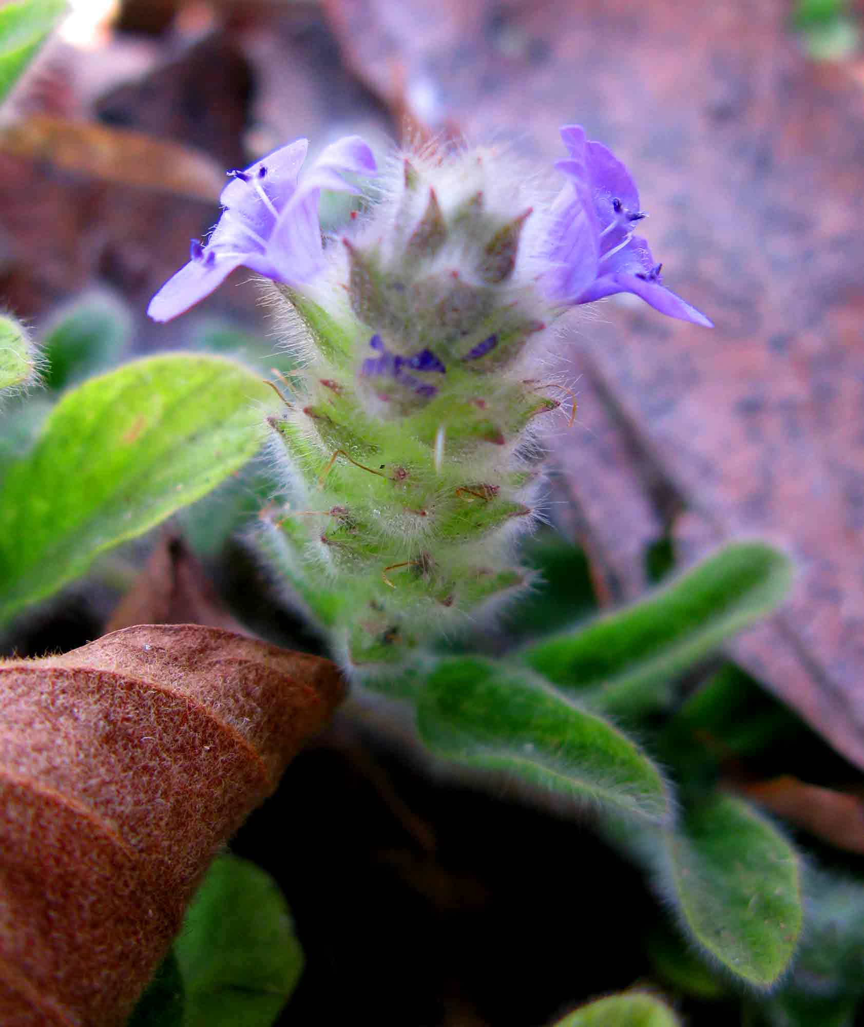 Nelsonia canescens