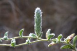 Nelsonia canescens