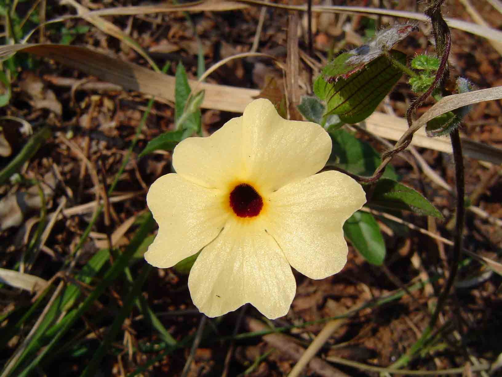 Thunbergia alata