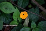 Thunbergia alata