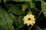 Thunbergia alata