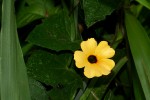 Thunbergia alata