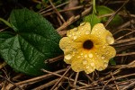 Thunbergia alata