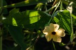 Thunbergia alata