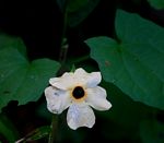 Thunbergia alata