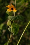 Thunbergia alata