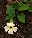 Thunbergia alata