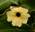 Thunbergia alata