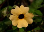 Thunbergia alata