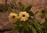 Thunbergia alata