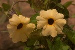 Thunbergia alata