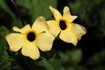 Thunbergia alata