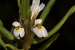 Hygrophila schulli