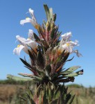 Hygrophila schulli