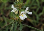 Hygrophila schulli