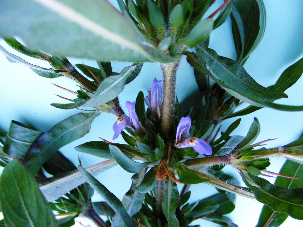 Hygrophila schulli