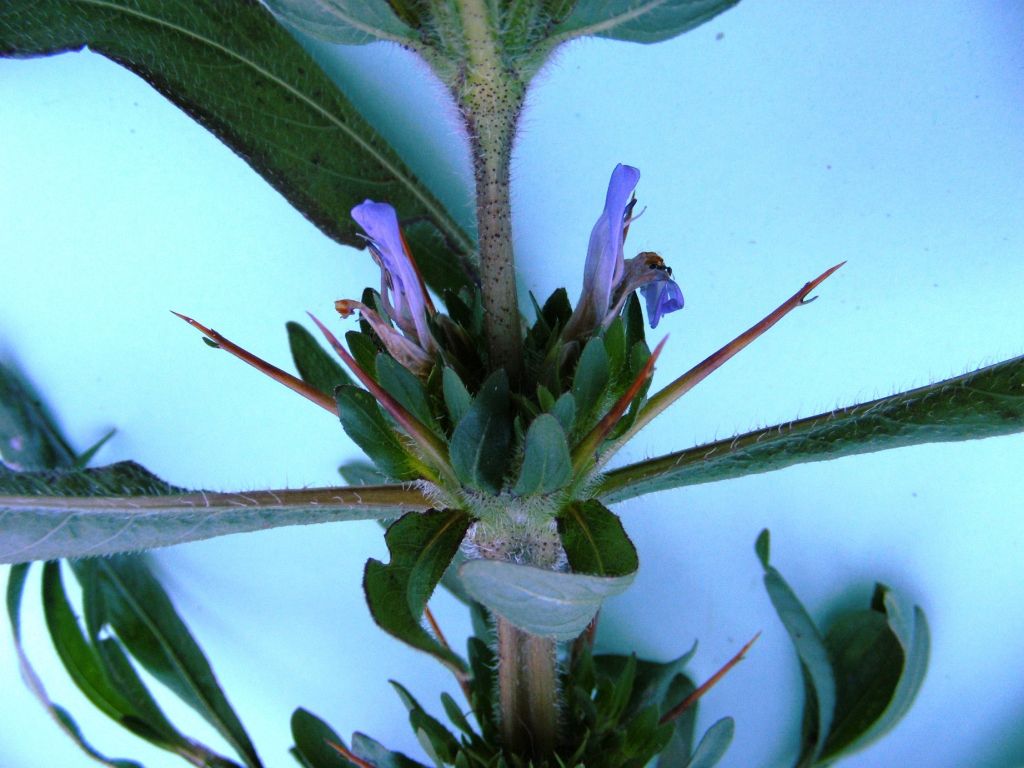 Hygrophila schulli