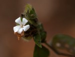 Phaulopsis imbricata subsp. imbricata