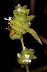 Phaulopsis imbricata subsp. imbricata