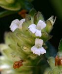 Phaulopsis imbricata subsp. imbricata