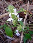 Phaulopsis imbricata subsp. imbricata