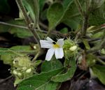 Crabbea velutina