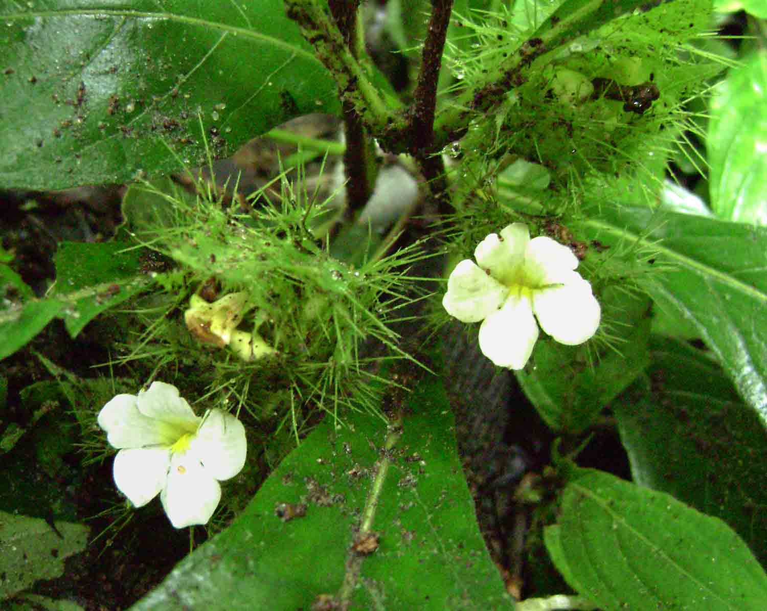 Crabbea velutina