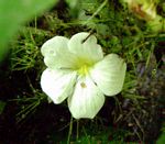 Crabbea velutina