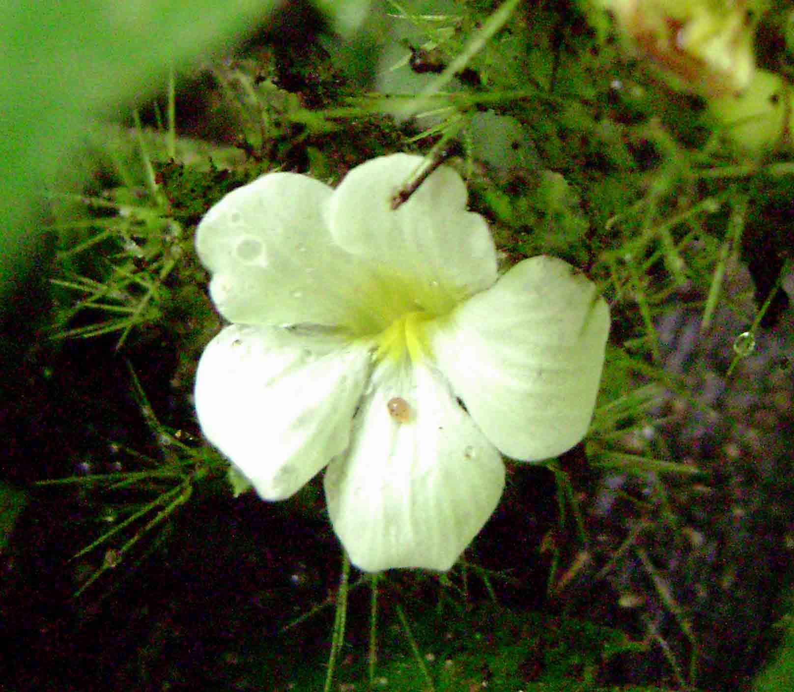 Crabbea velutina